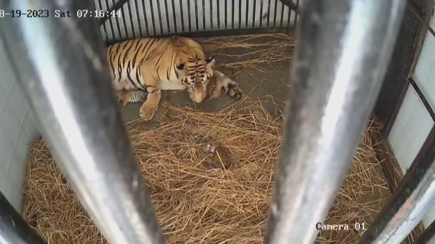 Lion’s roar to echo Bengal Safari Park in Siliguri, Forest Minister announces exciting addition