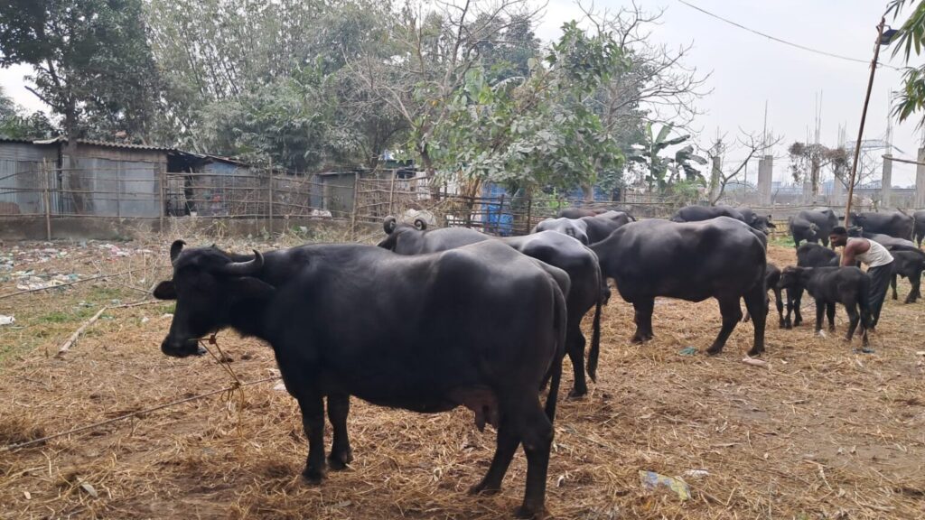 43 buffaloes rescued before being trafficked in Fulbari