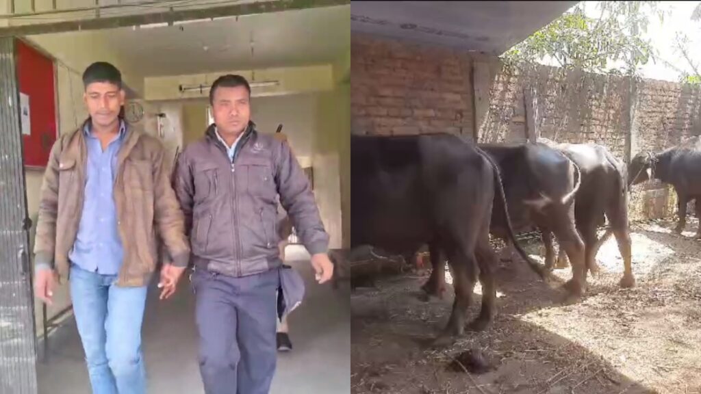 29 buffaloes rescued from smuggling attempt in Kharibari, one arrested