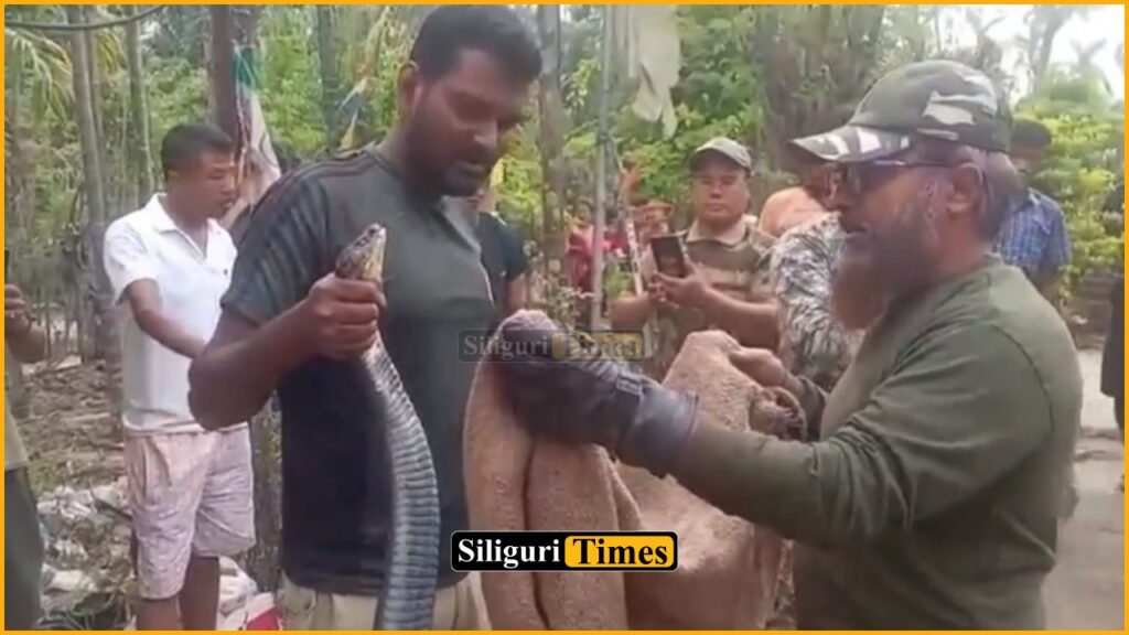 14-foot-long King Cobra rescued in Totopara, Alipurduar