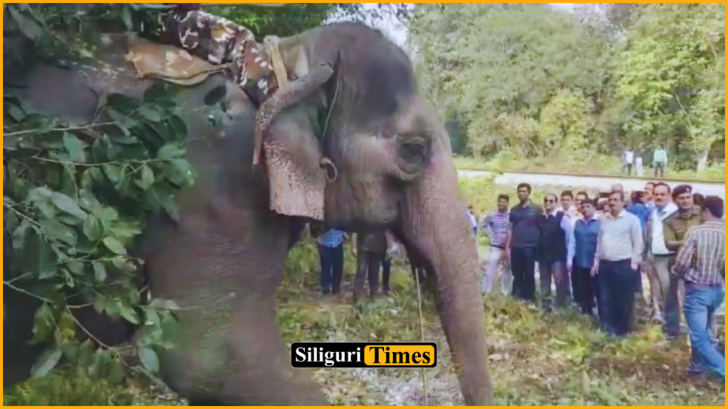 Kumki elephant crushes private company employee to death in Alipurduar