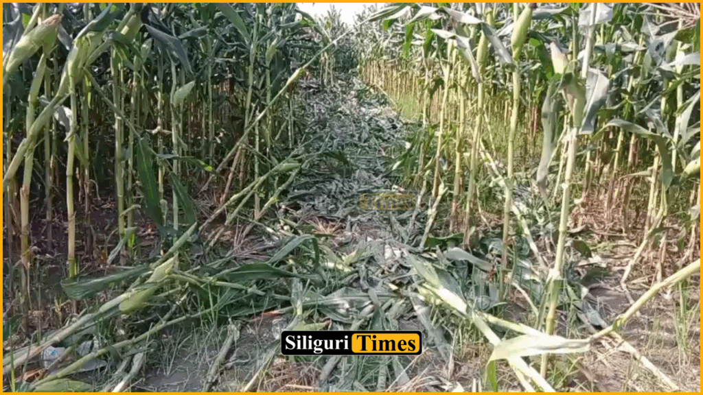Elephant herd destroys crops in Paschim Madarihat area of Alipurduar