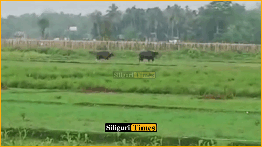 One injured in bison attack in Falakata