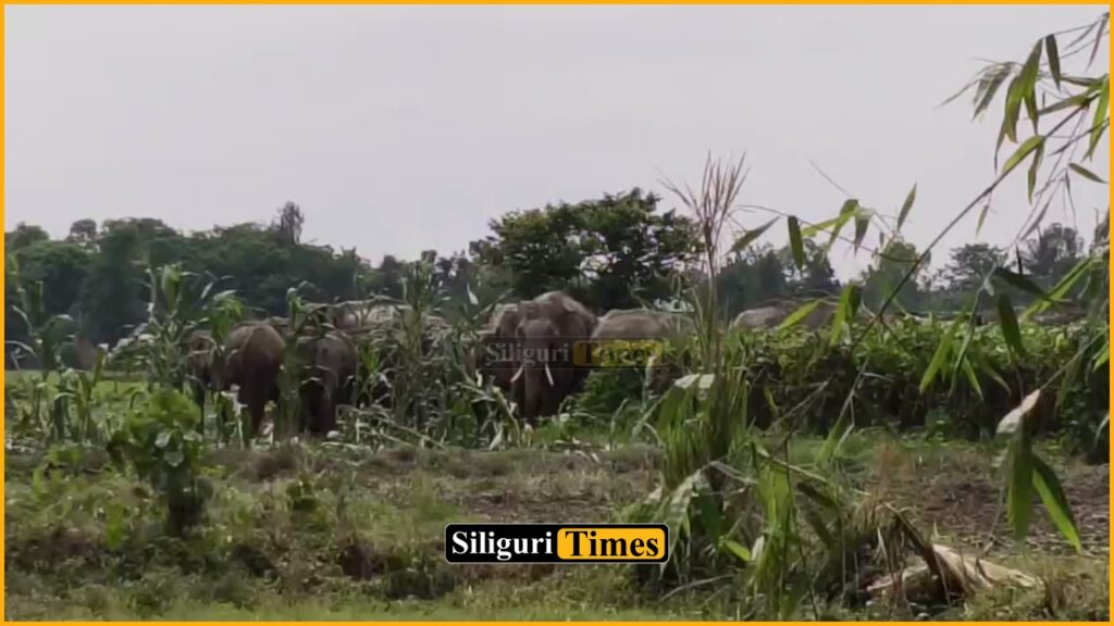Herd of 30 wild elephants enters Gajoldoba’s Takimari area, triggers panic among residents