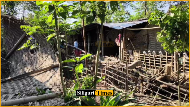 Elephant enters Kauri Jote area of Buraganj in Kharibari, woman injured, three houses partially damaged