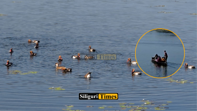 Migratory birds arrive at Gajoldoba, tourists delighted by boat rides
