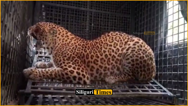 Leopard trapped in cage, residents express relief in Phansidewa
