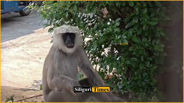Monkey attack panic in Naxalbari as seven injured in three days, residents demand urgent action