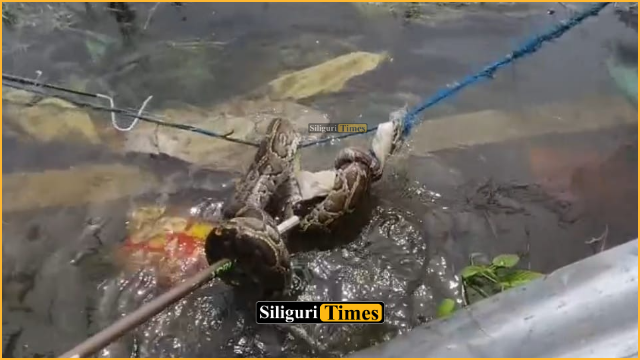 11-foot-long python trapped in fishing net in Sahudangi, rescued by Forest Department