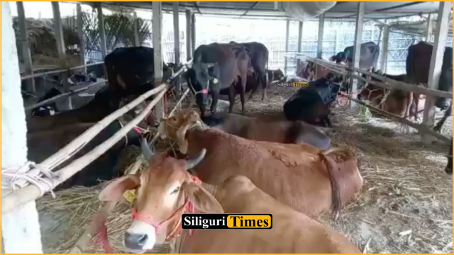 Police crack down on illegal cattle smuggling in Phansidewa, driver arrested