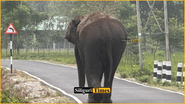 Adult Makna elephant enters locality in Rajganj block from Baikunthapur forest