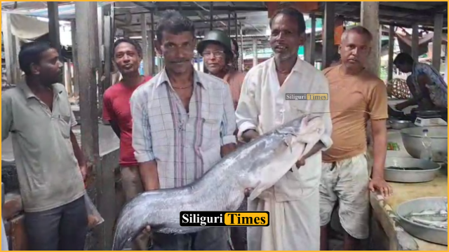 15-kg catfish caught in Teesta River draws rush of buyers at Jalpaiguri Station Market