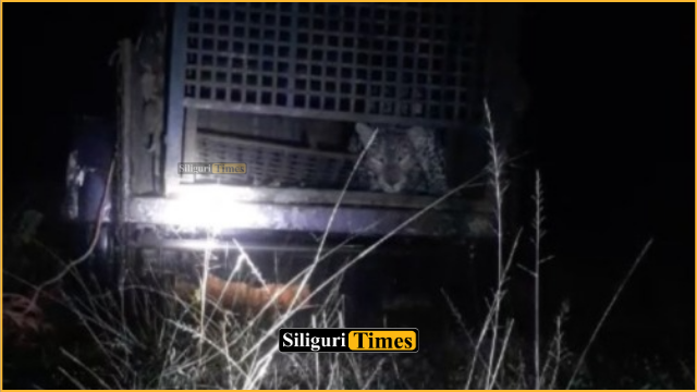 Leopard trapped after month-long scare at tea garden in Kharibari