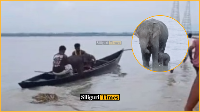 Fishermen rescue elephant calf from Teesta River in Gajoldoba, reunite it with mother