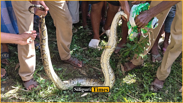 13-foot long python rescued from bamboo grove in Rajganj’s Nakugach village