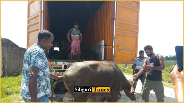 Rajganj: 23 buffaloes die after being crammed into container during alleged smuggling attempt