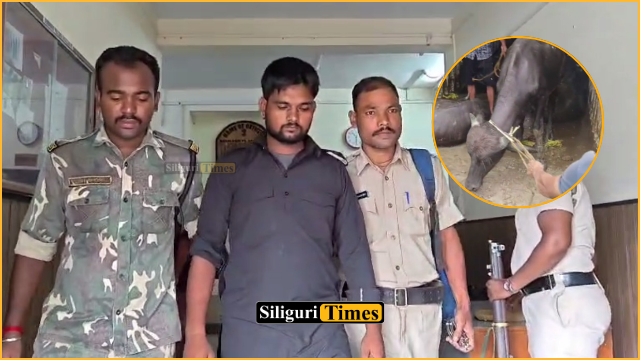 46 buffaloes rescued, driver arrested as police intercept container in Naxalbari