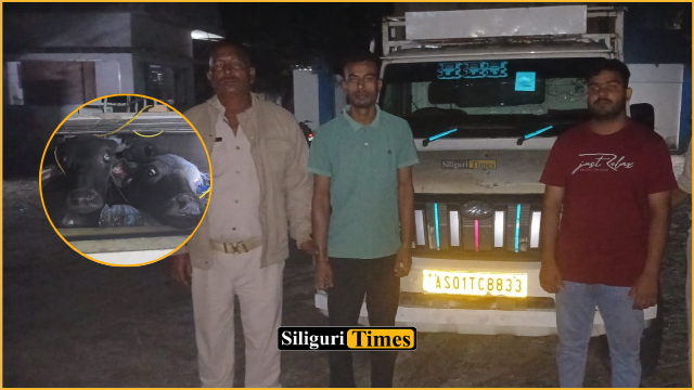 Two arrested for cattle smuggling in Phansidewa using chips-laden vehicle as cover