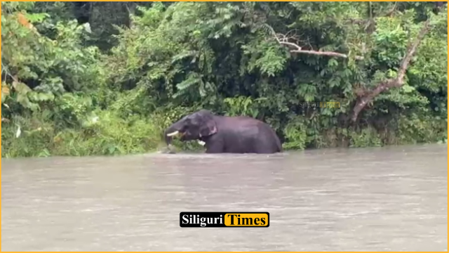 Wild elephant enjoys a playful bath in Teesta Canal waters near Gajoldoba, draws attention of passersby