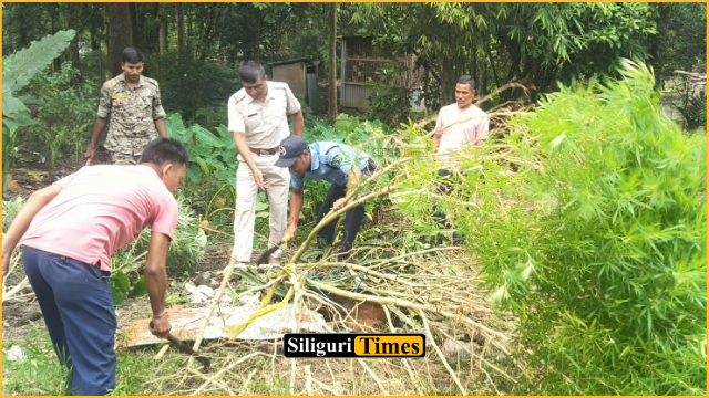 Belakoba Police destroy large quantity of cannabis plants during anti-drug operation in Rajganj