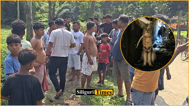 Leopard sighting sparks panic in Fulbari’s Putimari