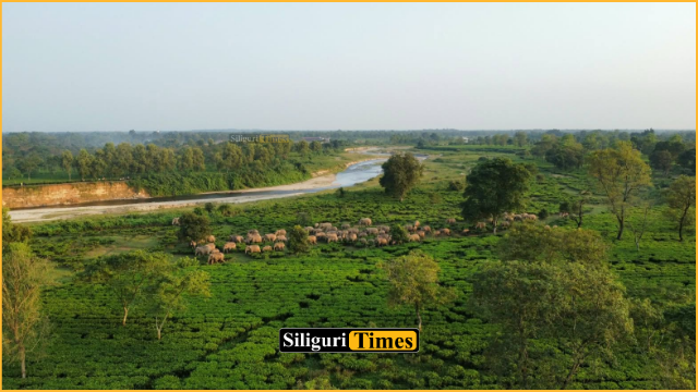 Herd of over 70 elephants safely cross railway tracks after forest department personnel halt approaching train in Naxalbari