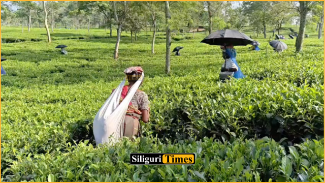 Nearly 2,600 tea workers at Naxalbari’s Pahargoomiah Tea Estate receive 20% bonus ahead of ‘Mahalaya’
